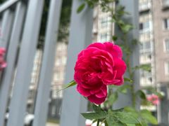 -昆山城市生态森林公园