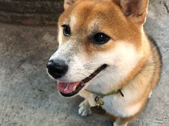 -柴犬高等学院·狗咖·柴犬售卖·宠物训练