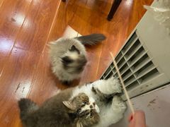 -猫小院猫主题咖啡厅(北锣店)