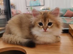 -袖虎·猫馆(体育西路店)
