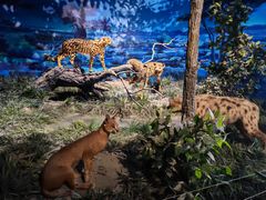 -国家自然博物馆