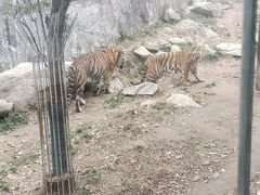 -栾川竹海野生动物园