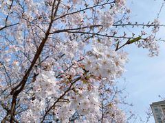 -新虹桥中心花园