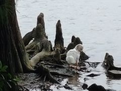 -海珠湖公园