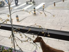 -小白桦西餐厅