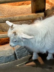 -Zoolung Zoolung动物主题公园(海信广场店)