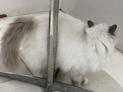 -怪兽屋·羊驼·猫咖·狗咖(俊华广场店)