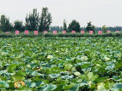 -白洋淀景区