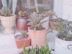 -有猫主题·治愈系猫咖(曾厝垵店)