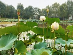 -东郊湿地公园