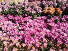 -鱼你在一起(福田安吉尔店)