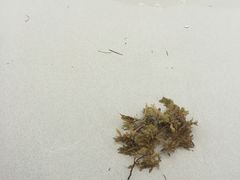 -白沙滩