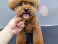 -1013 PET SHOP 宠物商店(近铁城市广场店)