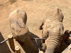 -西霞口神雕山野生动物世界