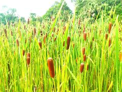 -广西壮族自治区药用植物园