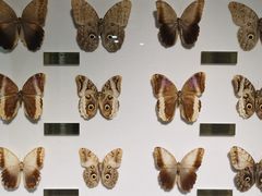 -上海昆虫博物馆