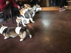 -百好乐宠物友好餐厅(朝外大街店)