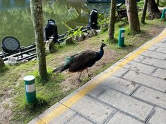 -西双版纳原始森林公园