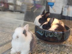 -捞小鲜虾滑海鲜自助火锅(嵊州吾悦店)