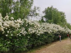 -漕湖湿地公园