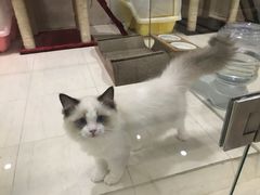 -Bastet sally猫舍购宠(静安店)