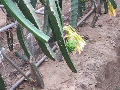 -上海多利农业发展有限公司