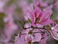 -中国科学院华南植物园