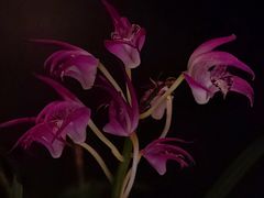 -北京植物园-展览温室