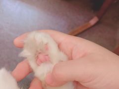 -猫色咖啡·猫咖