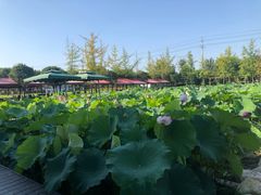 -洪湖家庭农场·团建·露营·会议