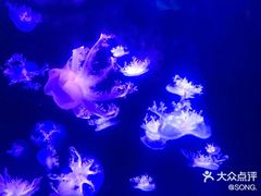 -华夏文旅海洋公园