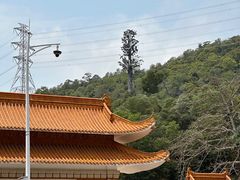-深圳仙湖植物园