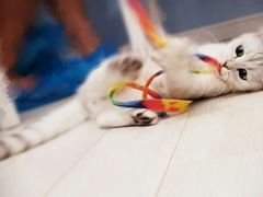 -喵的天空名猫咖啡馆·撸猫·猫舍·用品