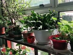 -北京龙庆四季香农家饭庄·灶台鱼·碳烤虹鳟鱼(龙庆峡店)