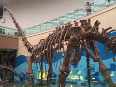 -陕西自然博物馆