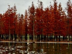 -白鹭湾湿地公园
