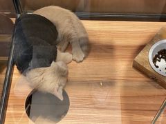 -袖虎·猫馆(体育西路店)