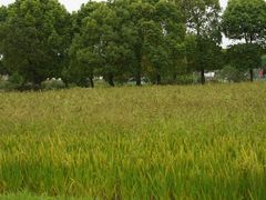 -嘉北郊野公园