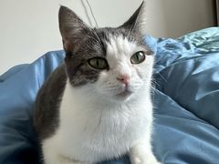 -佳怡动物医院·平价24小时·猫专科骨外科