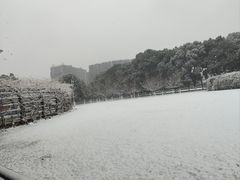 -紫荆广场·花漫里