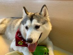 -Husky Go! 哈士奇体验馆·宠物咖啡厅狗咖