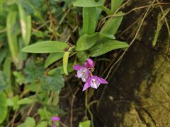 -国家植物园南园