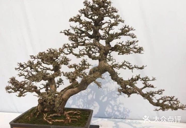 盆景沤肥的窍门