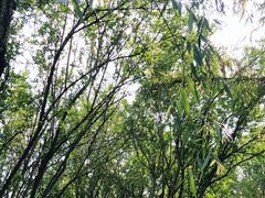 -白鹭湾湿地公园