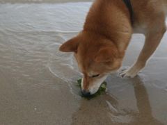 -那香海钻石沙滩浴场