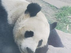 -沈阳森林动物园