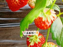 -大自然农场蔬菜草莓采摘园