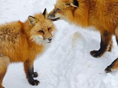 -宫城藏王狐狸村