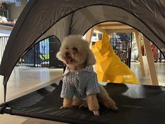 -百好乐宠物友好餐厅(朝外大街店)