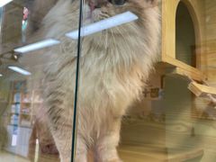 -猫十亿·布偶金渐层·曼基康矮脚猫舍(青年路店)